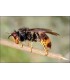 Drone Antifrelon reflexo do mundo