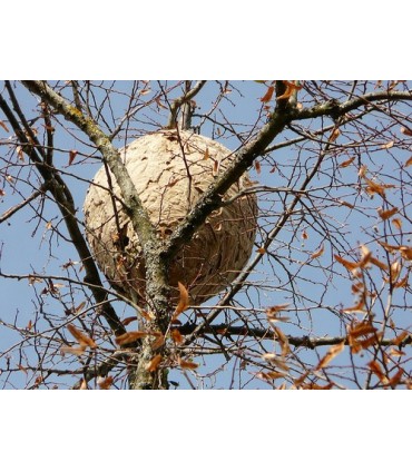 Drone Antifrelon reflectie van de wereld