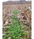 Drone agricole RDM AG